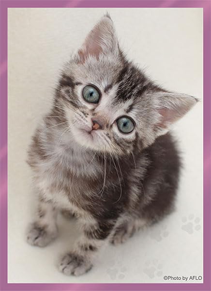 Broccoli Character Sleeve Platinum Grade American Shorthair