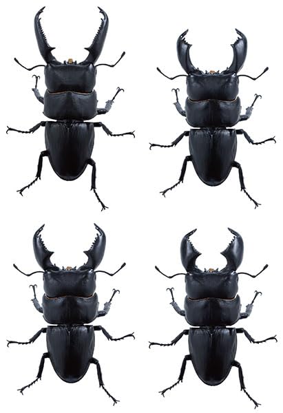 Animalier Collection 1/1 Giant Stag Beetle