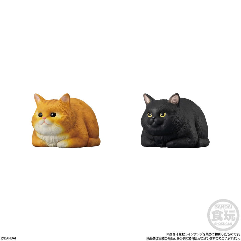 Mocchirikororin Cat