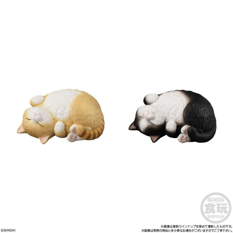 Mocchirikororin Cat