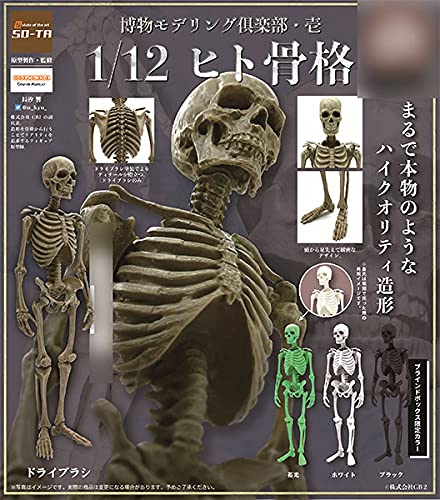 Natural History Modeling Club 1 1/12 Human Skeleton