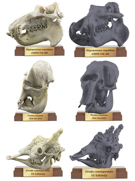 The Museum on the Street Special Exhibition -Herbivorous-