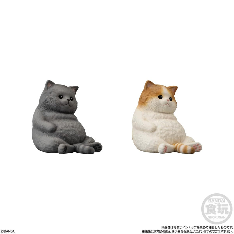 Mocchirikororin Cat