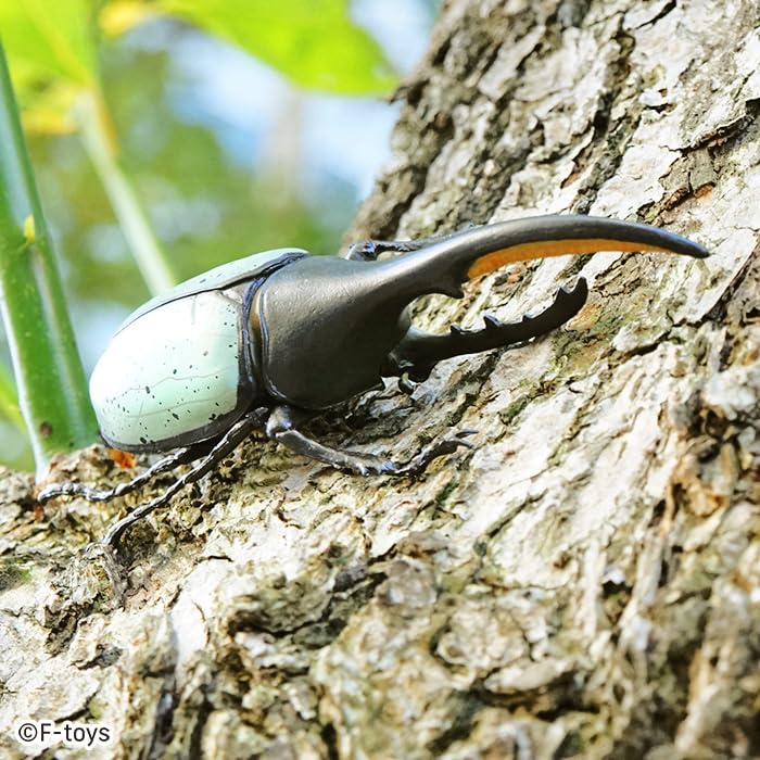 Beetle & Stag Beetle Hunter Kabutomushi x Kuwagata (June, 2025 Edition)