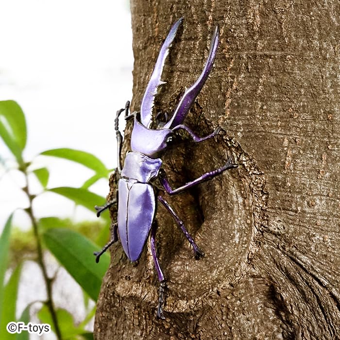 Beetle & Stag Beetle Hunter Kabutomushi x Kuwagata (June, 2025 Edition)