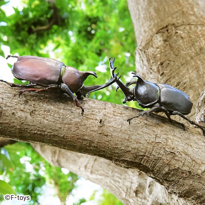 Beetle & Stag Beetle Hunter Kabutomushi x Kuwagata (June, 2025 Edition)