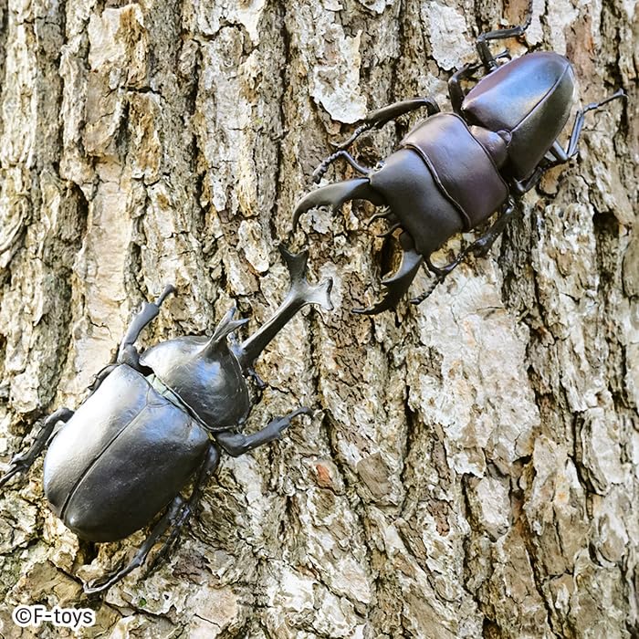Beetle & Stag Beetle Hunter Kabutomushi x Kuwagata (June, 2025 Edition)