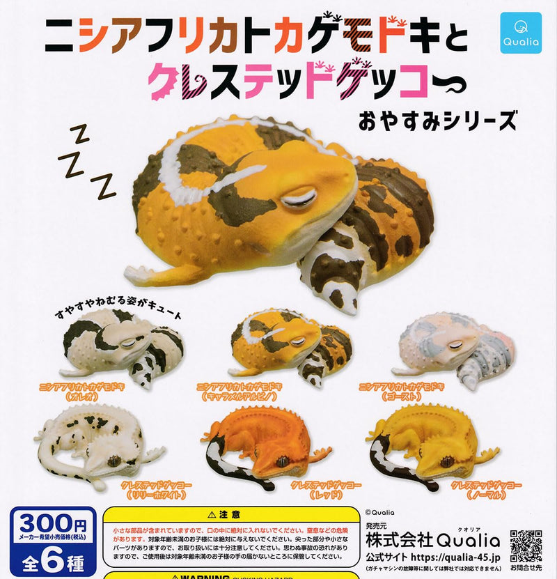 Hemitheconyx Caudicinctus & Correlophus Ciliatus Oyasumi Series