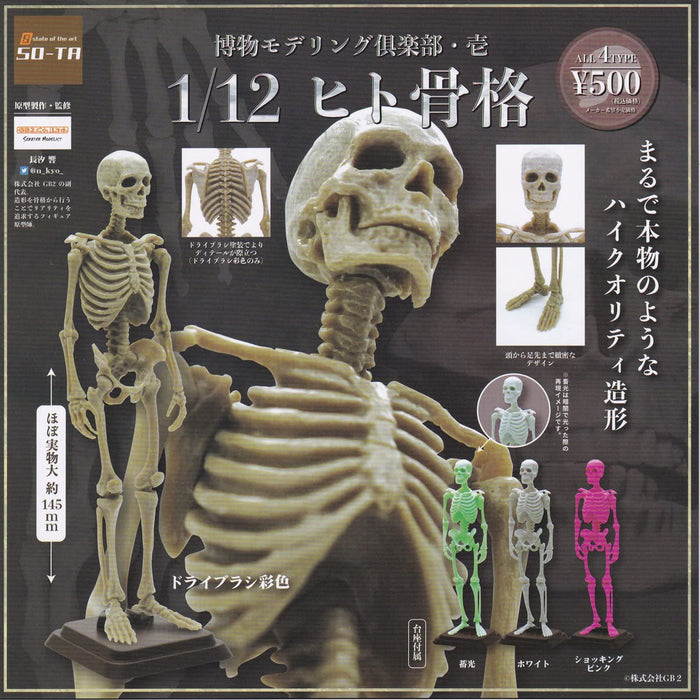 Natural History Modeling Club 1 1/12 Human Skeleton (Capsule)