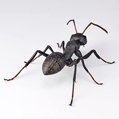 REVO GEO Camponotus Japonicus