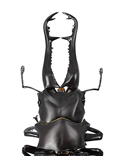 REVO GEO Prosopocoilus giraffa