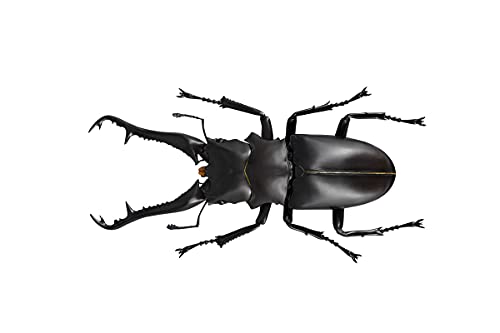 REVO GEO Prosopocoilus giraffa