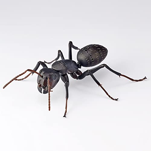 REVO GEO Camponotus Japonicus