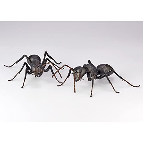 REVO GEO Camponotus Japonicus