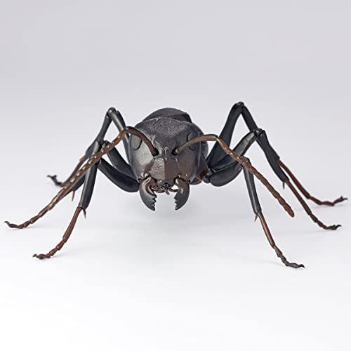 REVO GEO Camponotus Japonicus