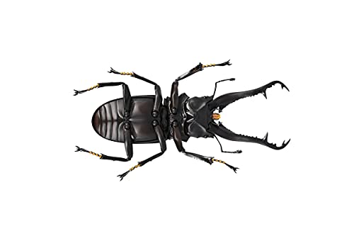 REVO GEO Prosopocoilus giraffa