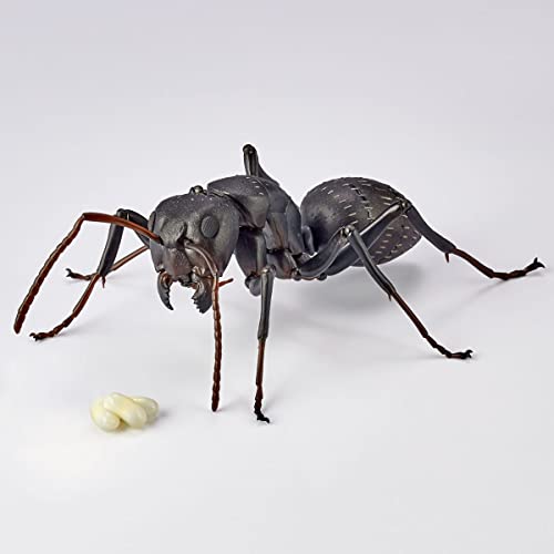 REVO GEO Camponotus Japonicus
