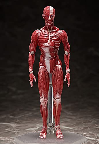 "The Table Museum" figma#SP-142 Human Anatomical Model