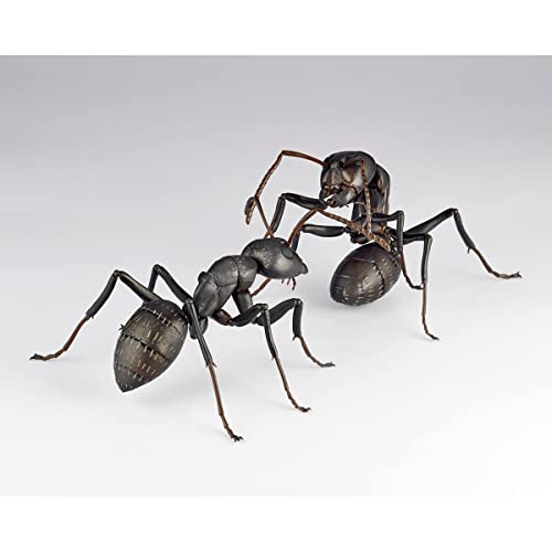 REVO GEO Camponotus Japonicus