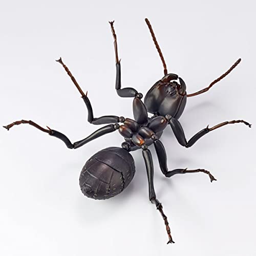 REVO GEO Camponotus Japonicus
