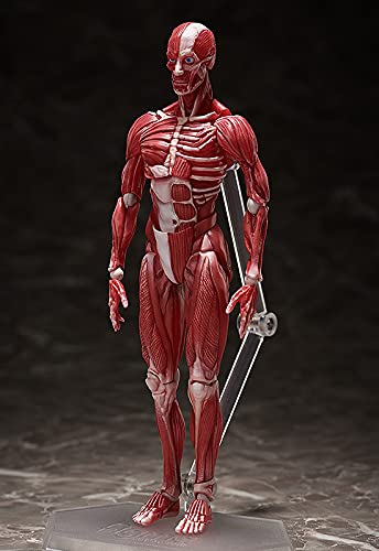 "The Table Museum" figma#SP-142 Human Anatomical Model