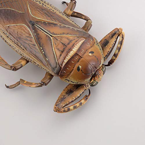 REVO GEO Kirkaldyia Deyrolli