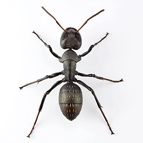 REVO GEO Camponotus Japonicus