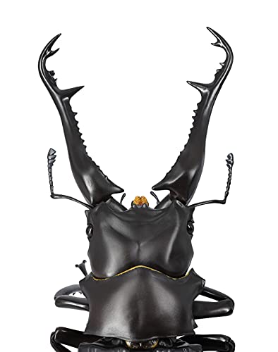 REVO GEO Prosopocoilus giraffa