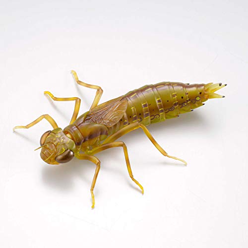 REVO GEO Kirkaldyia Deyrolli