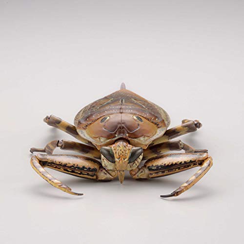REVO GEO Kirkaldyia Deyrolli