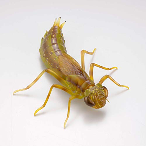 REVO GEO Kirkaldyia Deyrolli