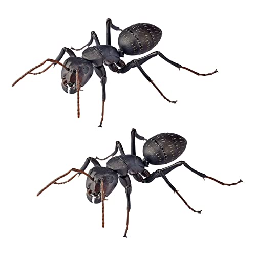 REVO GEO Camponotus Japonicus