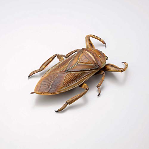 REVO GEO Kirkaldyia Deyrolli