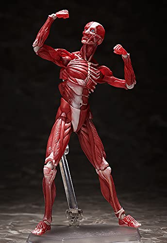 "The Table Museum" figma#SP-142 Human Anatomical Model
