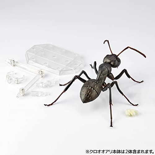 REVO GEO Camponotus Japonicus