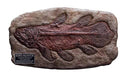 【STAR ACE TOYS】Star Ace Toys Wonders of the Wild Series Coelacanth Fossil Replica