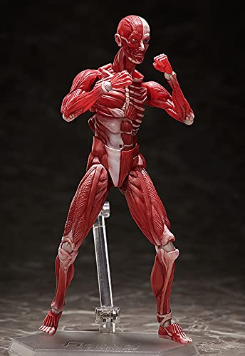"The Table Museum" figma#SP-142 Human Anatomical Model