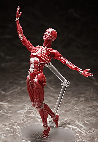 "The Table Museum" figma#SP-142 Human Anatomical Model