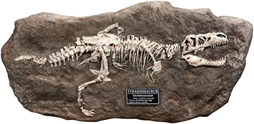 Star Ace Toys Wonders of the Wild Series Tyrannosaurus Rex Fossil Replica