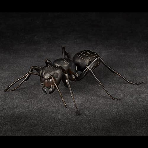 REVO GEO Camponotus Japonicus