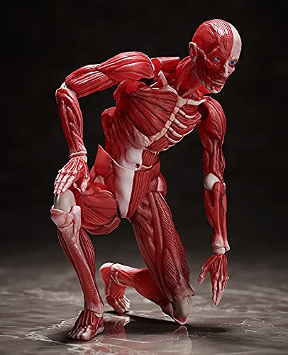"The Table Museum" figma#SP-142 Human Anatomical Model