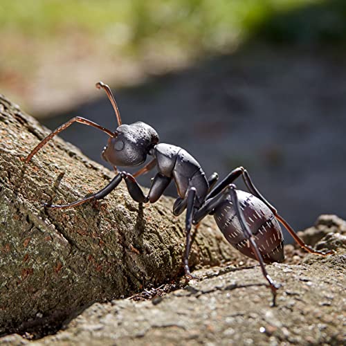 REVO GEO Camponotus Japonicus