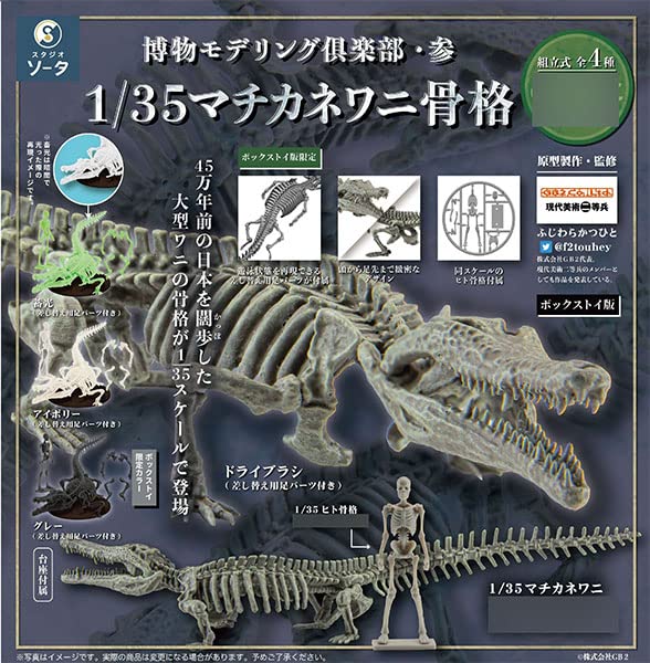 Natural History Modeling Club 3 1/35 Toyotamaphimeia Machikanensis Skeleton