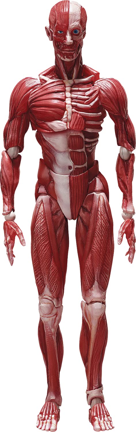 "The Table Museum" figma#SP-142 Human Anatomical Model
